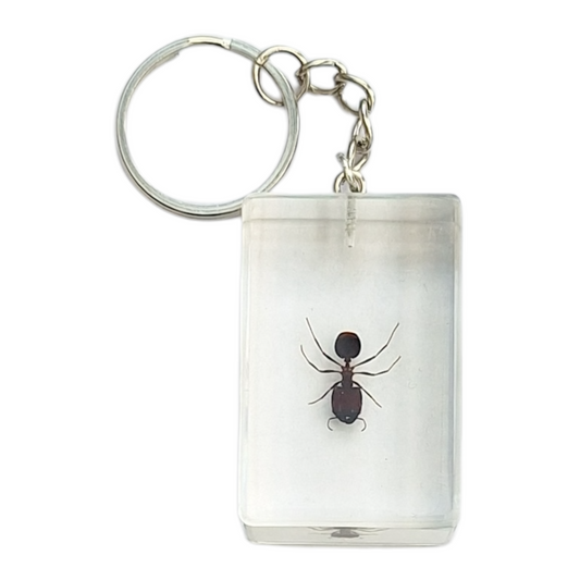 Ant Resin Keyring