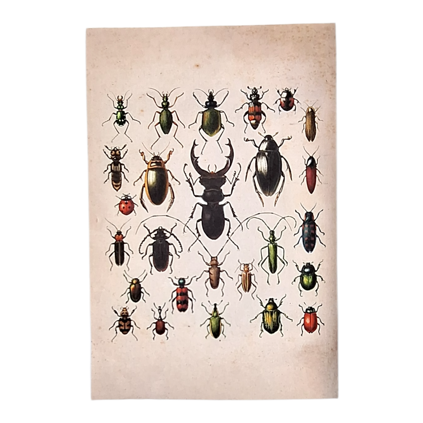 Beetle Canvas Poster