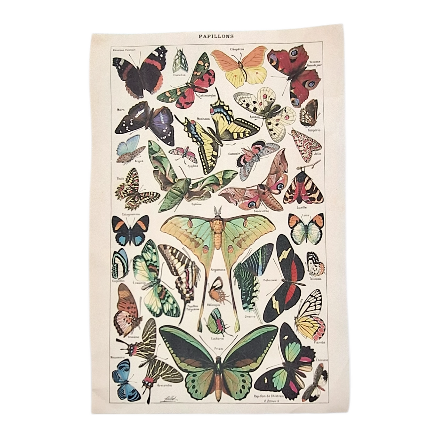 Butterfly Canvas Poster