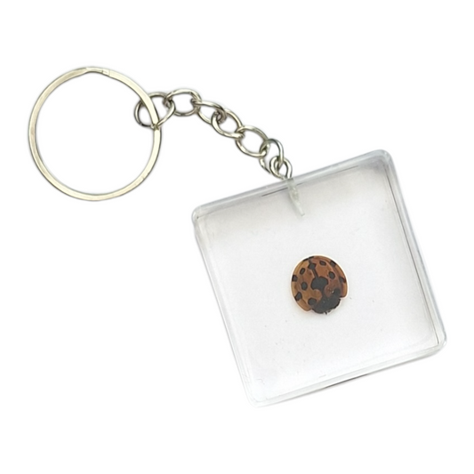 Ladybird Resin Keyring