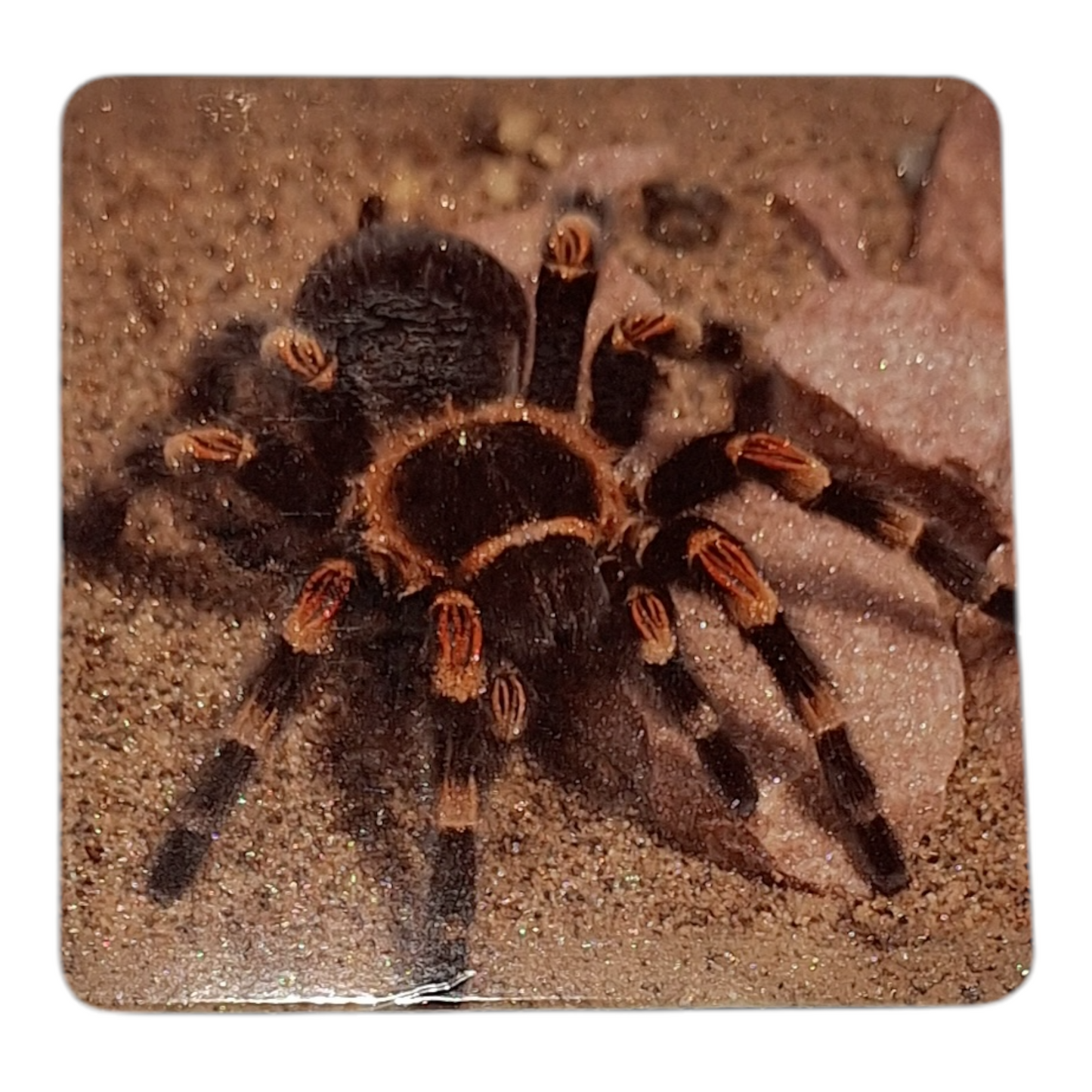 Mexican Red Knee Tarantula Magnet