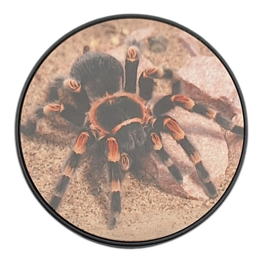 Mexican Red Knee Tarantula Phone Grip