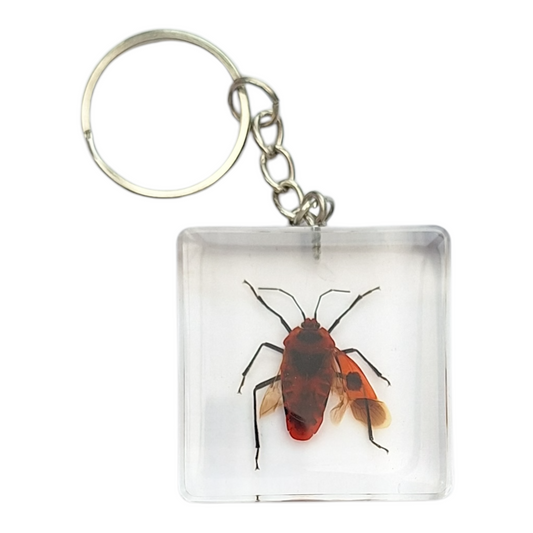 Milkweed Bug Resin Keyring