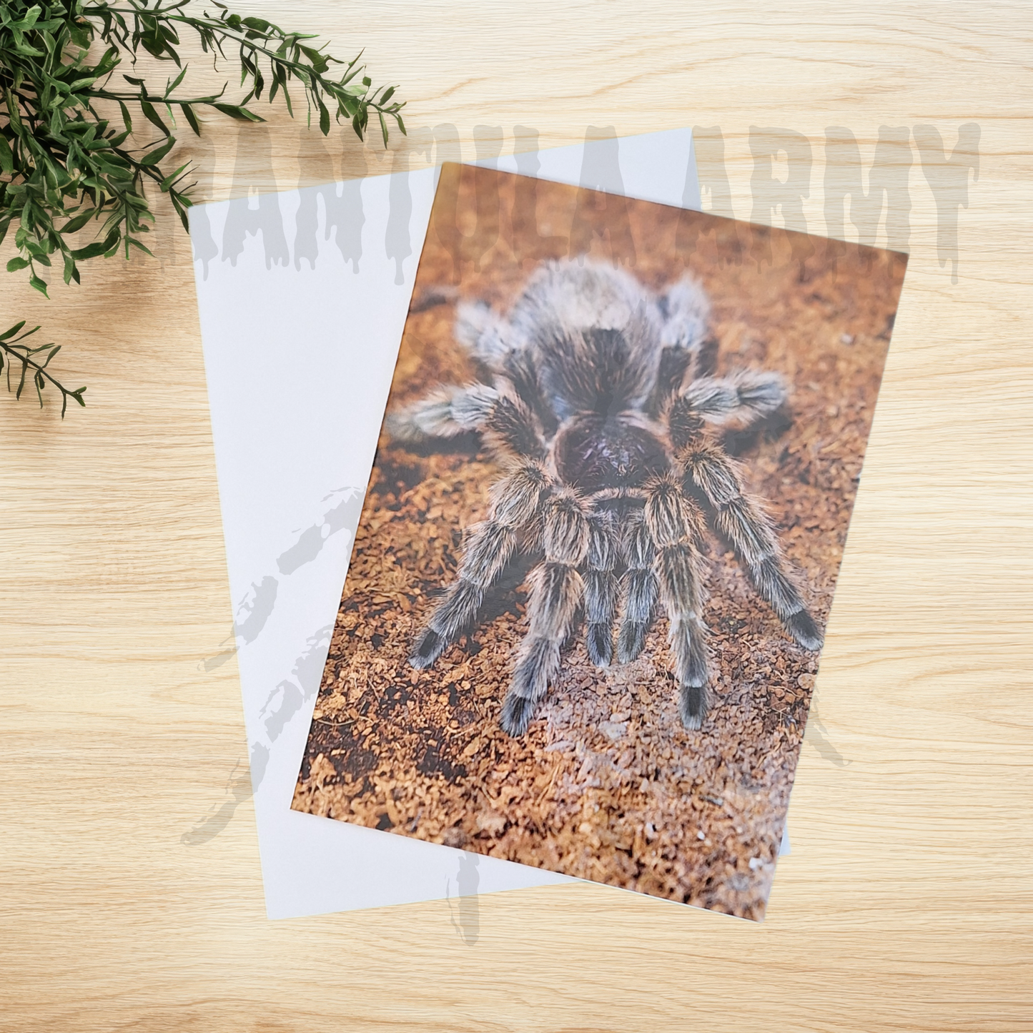 Tarantula Greetings Card - A6