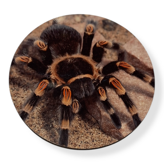 Mexican Red Knee Coaster