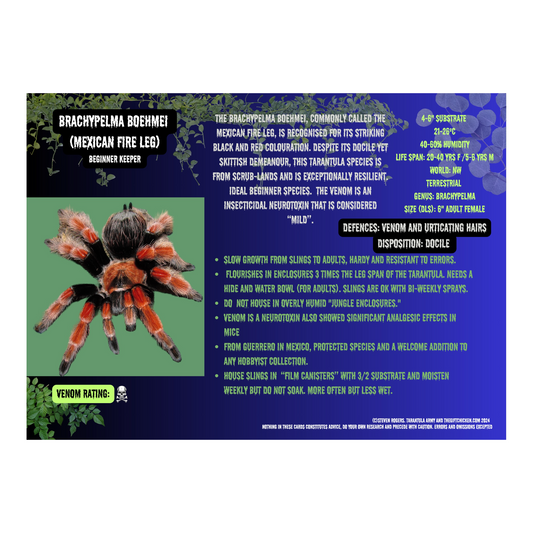 Mexican Fire Leg Tarantula Card