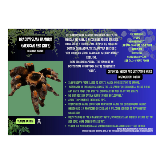 Mexican Red Knee Tarantula Card