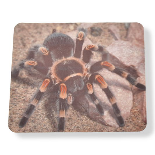 Mexican Red Knee Mousepad