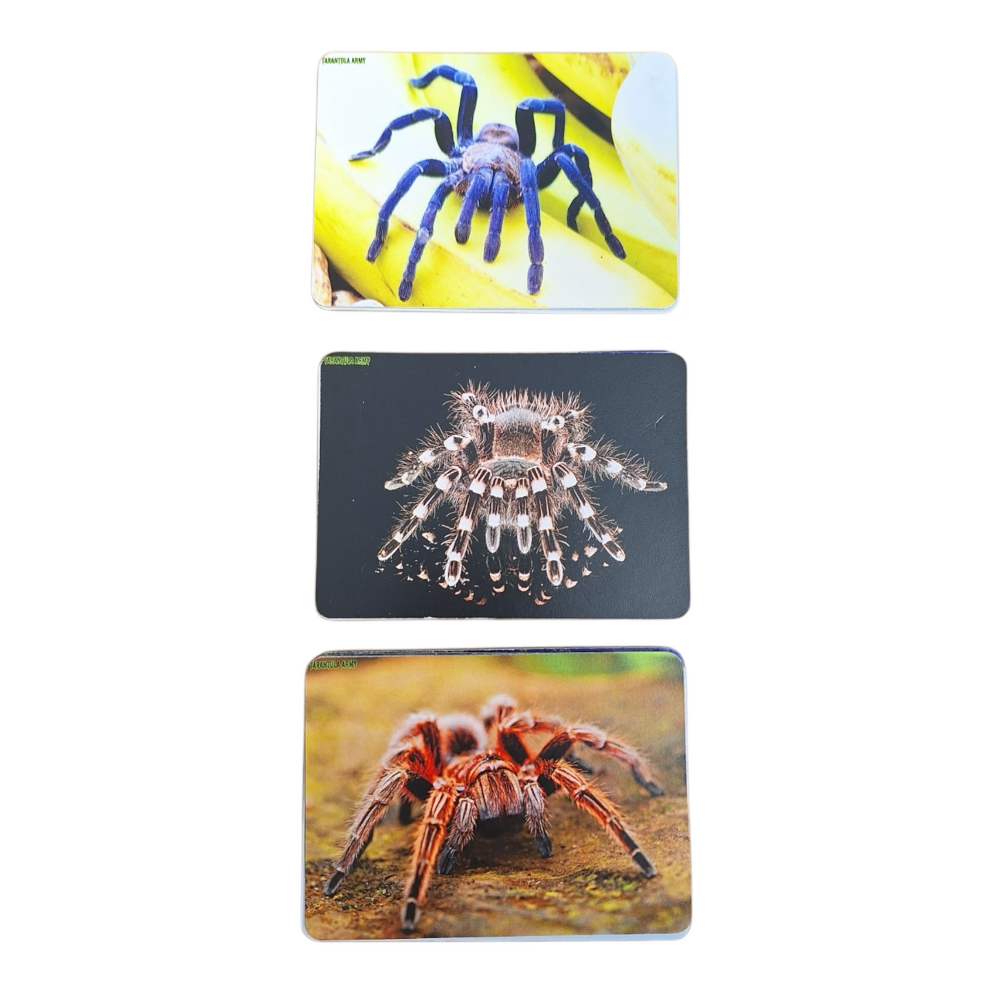 Tarantula Collectible Card Packs